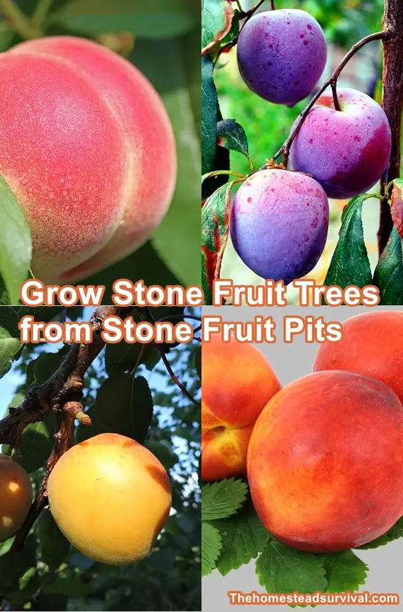 Grow Stone Fruit Trees from Stone Fruit Pits