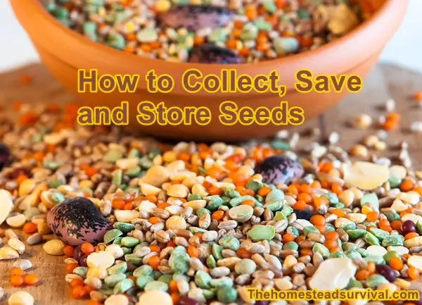 How to Collect Save Store Seeds