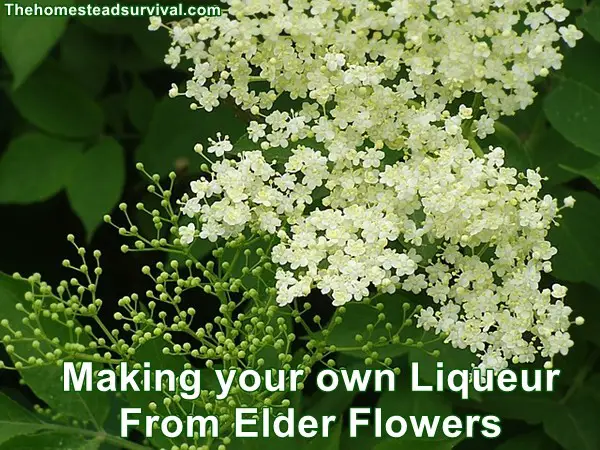 Making your own Liqueur From Elder Flowers