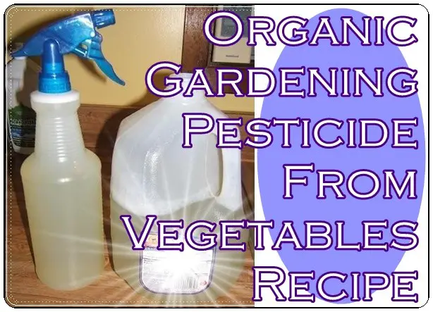 Organic Gardening Pesticide From Vegetables Recipe