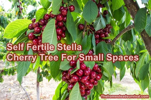 Self Fertile Stella Cherry Tree For Small Spaces