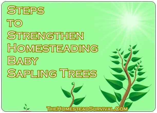 Steps to Strengthen Homesteading Baby Sapling Trees 