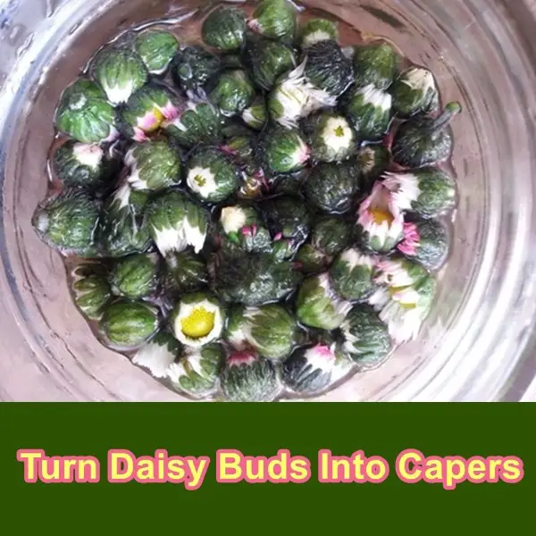 Turn Daisy Buds Into Capers