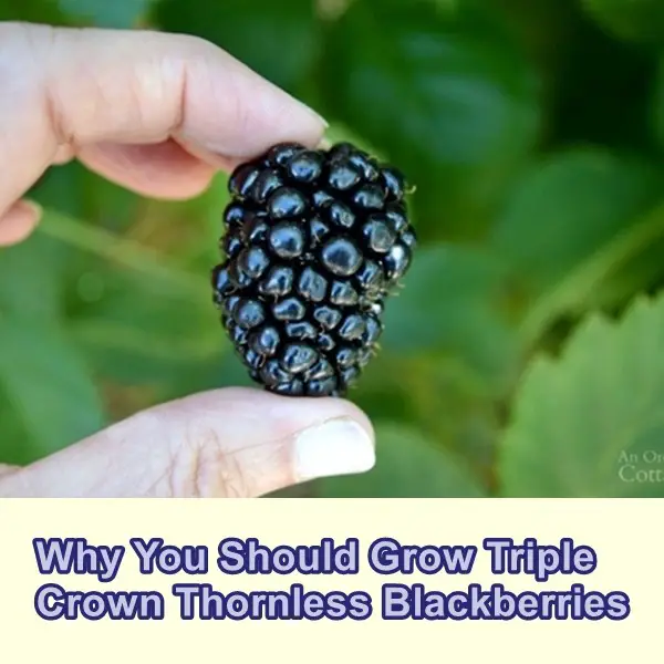 Why You Should Grow Triple Crown Thornless Blackberries