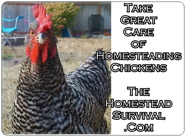 Take Great Care of Homesteading Chickens