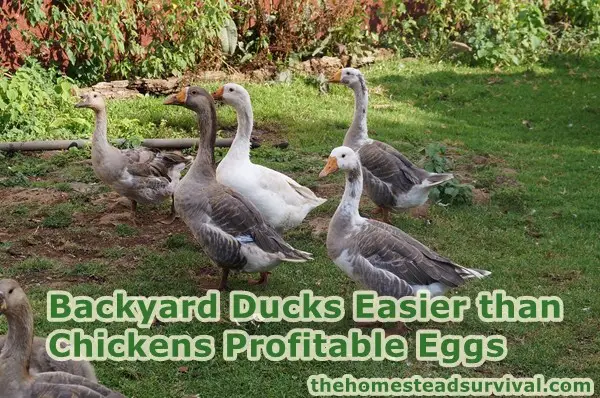 Backyard Ducks Easier than Chickens Profitable Eggs