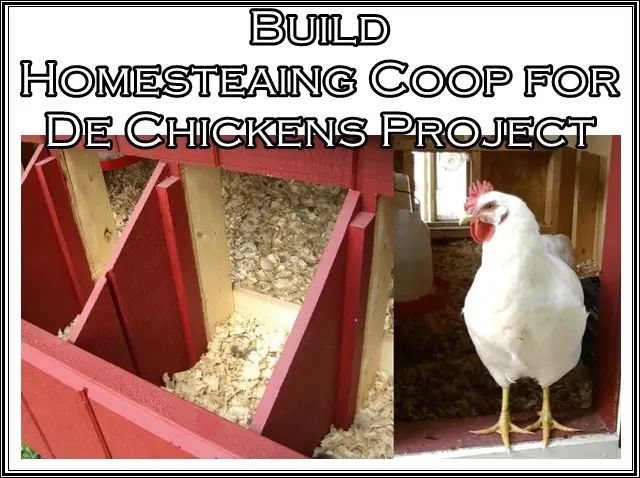 Build Homesteading Coop for De Chickens Project