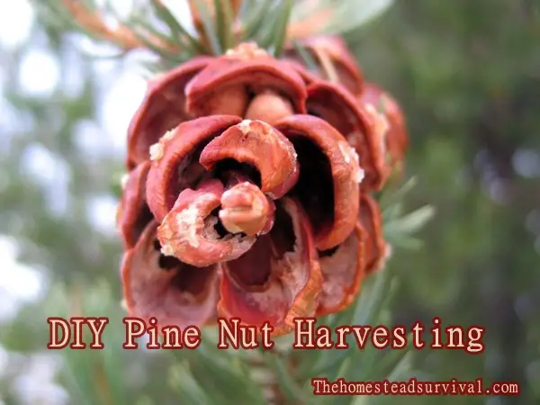 DIY Pine Nut Harvesting