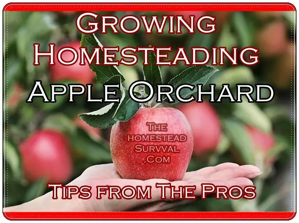 Growing Homesteading Apple Orchard Tips from The Pros
