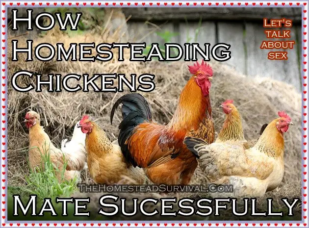 How Homesteading Chickens Mate Successfully Funny