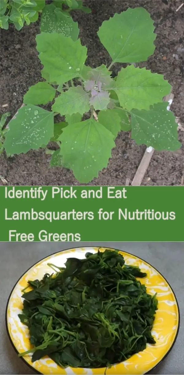 Identify Pick and Eat Lambs Quarters for Nutritious Free Greens