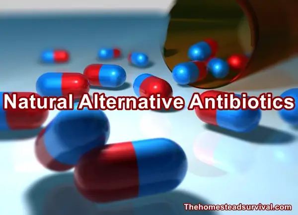 Natural Alternative Antibiotics