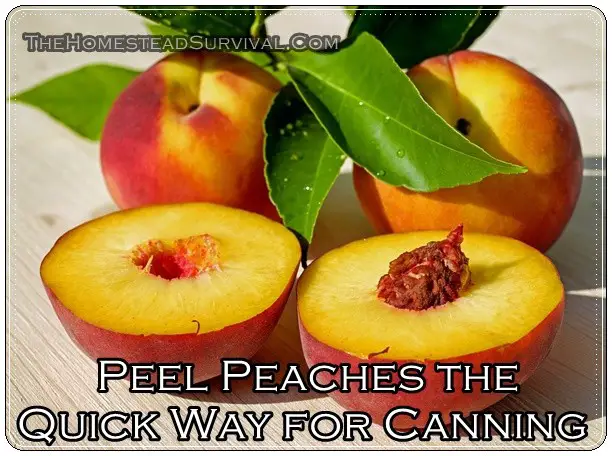 Peel Peaches the Quick Way for Canning