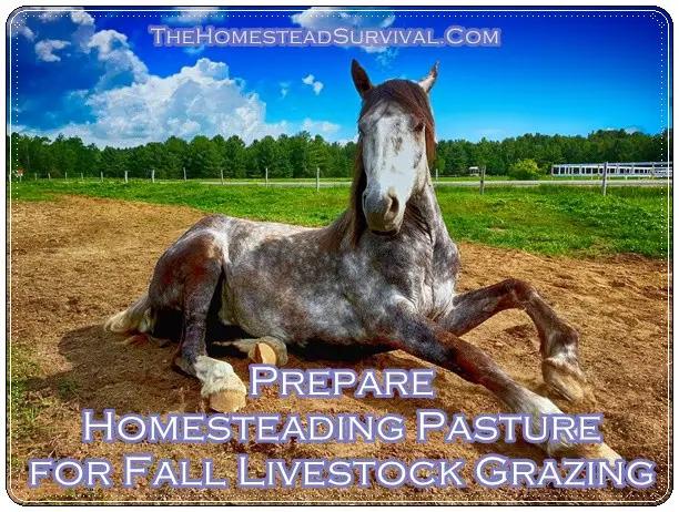 Prepare Homesteading Pasture for Fall Livestock Grazing