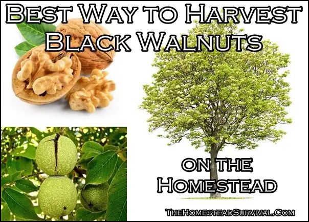 Best Way to Harvest Black Walnuts on Homestead