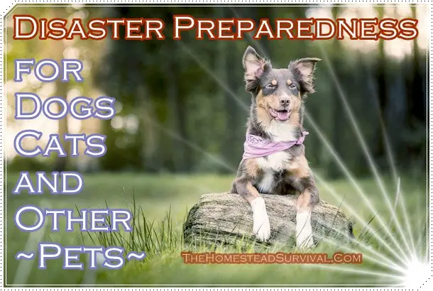 Disaster Preparedness for Dogs Cats and Other Pets