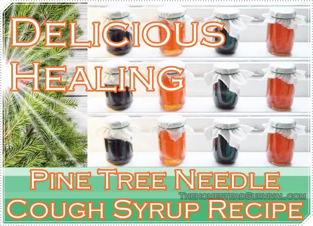 Delicious Healing Pine Tree Needle Syrup Recipe