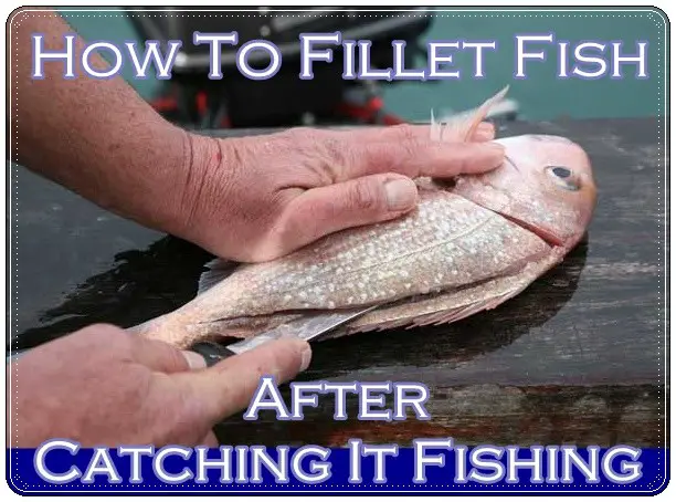 How To Fillet Fish After Catching It Fishing