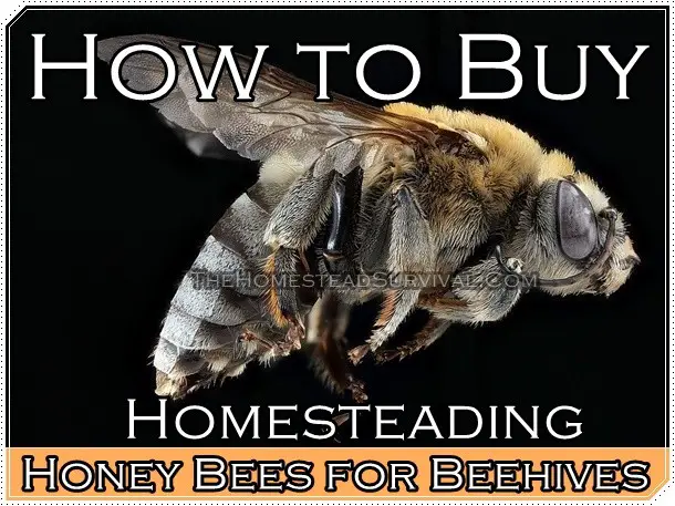 How to BUY Homesteading Honey Bees for Beehives