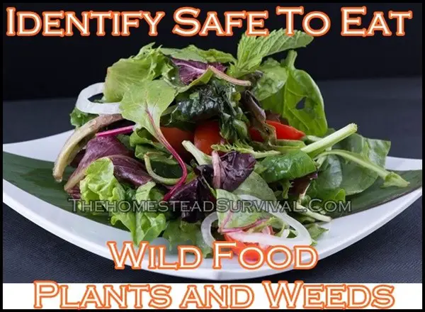 Identify Safe To Eat Wild Food Plants and Weeds