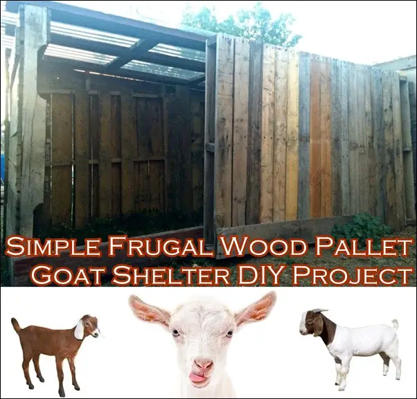 Simple Frugal Wood Pallet Goat Shelter DIY Project