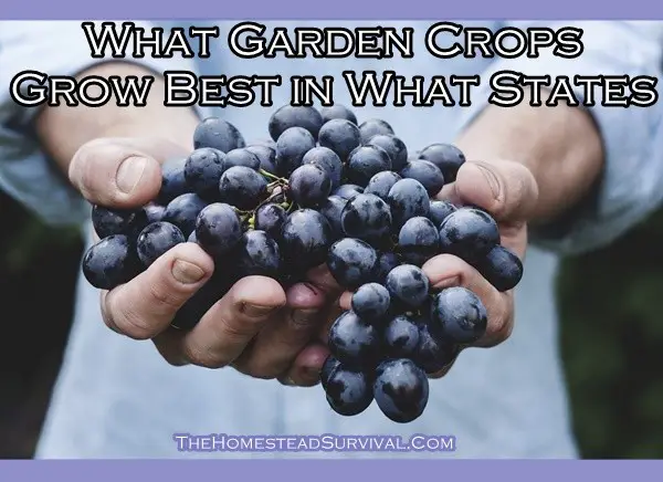 What Garden Crops Grow Best in What States