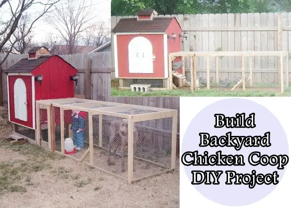 Build Backyard Chicken Coop DIY Project 