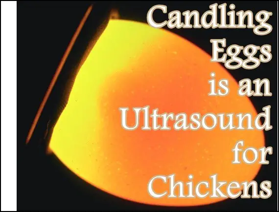 Candling Eggs is an Ultrasound for Chickens