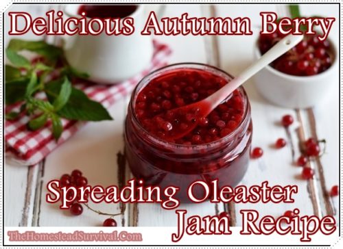 Delicious Autumn Berry Spreading Oleaster Jam Recipe 