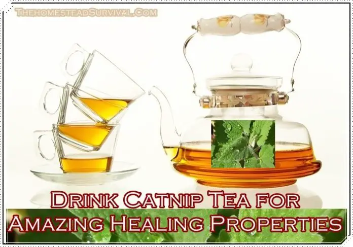 Drink Catnip Tea for Amazing Healing Properties