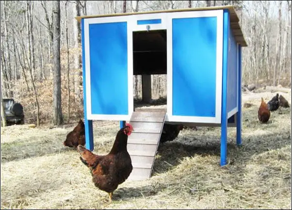 Frugal Chicken Coop Building Plans DIY Project