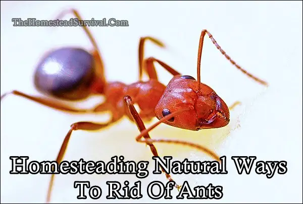 Homesteading Natural Ways To Rid Of Ants