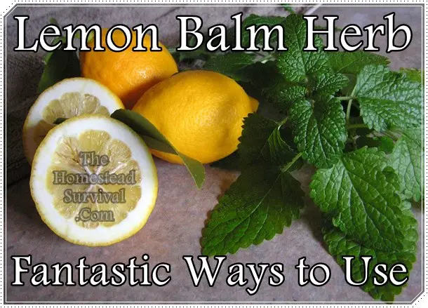Lemon Balm Herb Fantastic Ways to Use