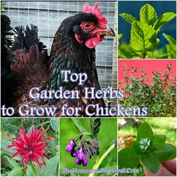 Top Garden Herbs to Grow for Chickens