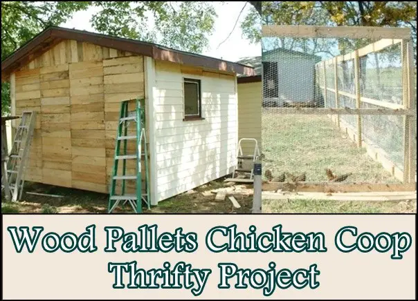 Wood Pallets Chicken Coop Thrifty Project