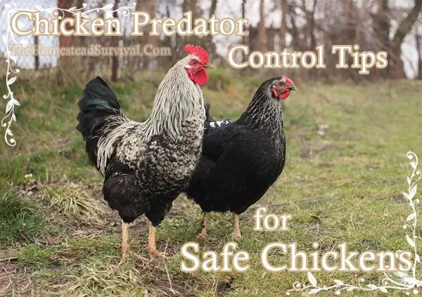 Chicken Predator Control Tips for Safe Chickens