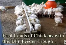 Feed Loads of Chickens with this DIY Feeder Trough