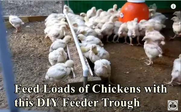 Feed Loads of Chickens with this DIY Feeder Trough
