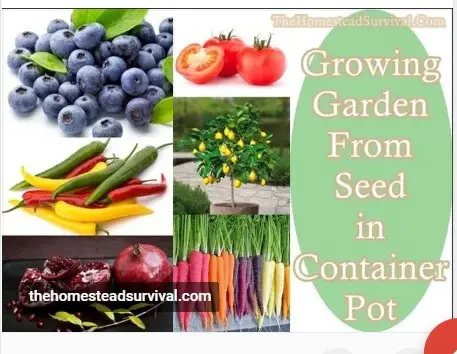 Growing Garden From Seed in Container Pot