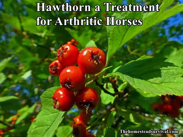 Hawthorn a Treatment for Arthritic Horses