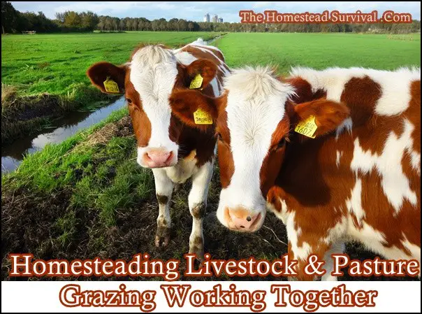 Homesteading Livestock and Pasture Grazing Working Together