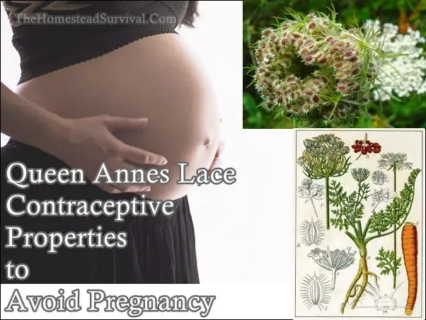 Queen Annes Lace Contraceptive Properties to Avoid Pregnancy