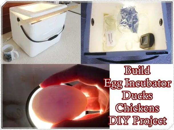 Build Egg Incubator Ducks Chickens DIY Project