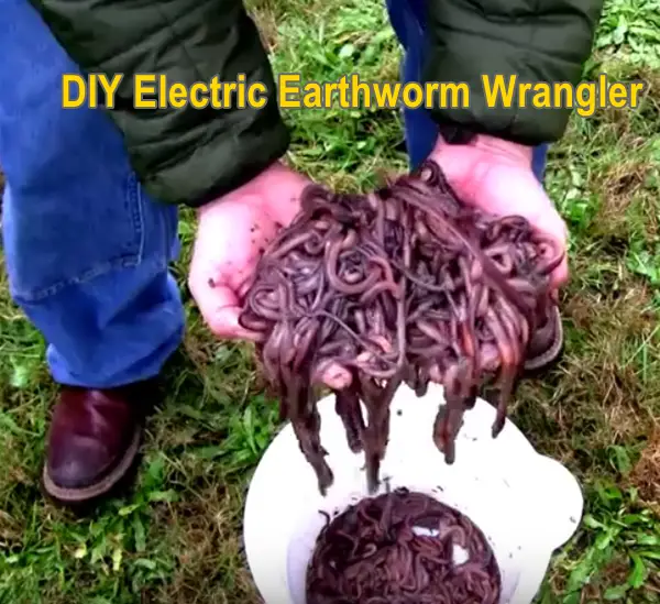 Electric Earthworm Wrangler DIY Project - The Homestead Survival