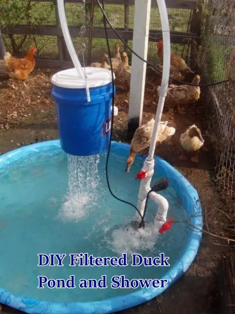 DIY Filtered Duck Pond and Shower