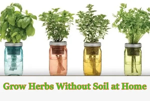 Grow Herbs Without Soil at Home