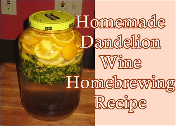 Homemade Dandelion Wine Homebrewing Recipe Wildcrafting Free Food Homesteading