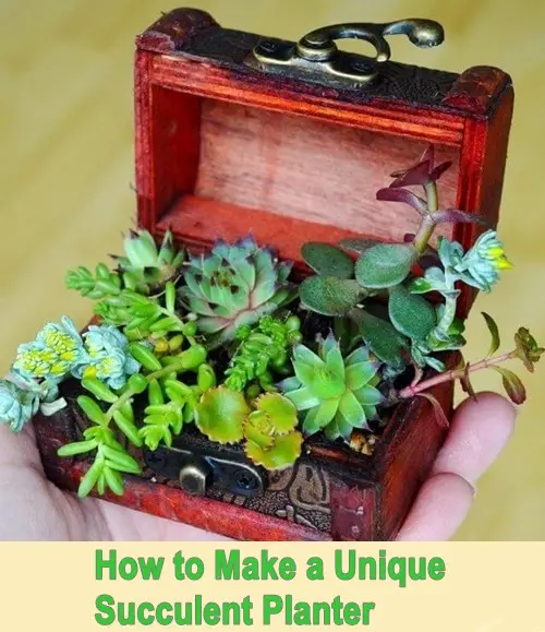 How to Make Unique Succulent Planter Gardening