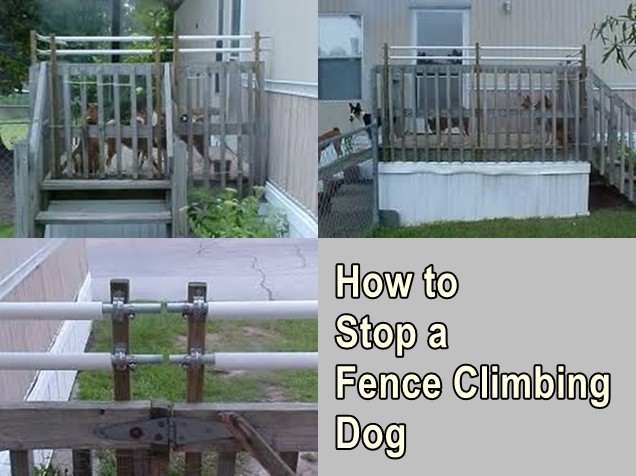 How to Stop a Fence Climbing Dog