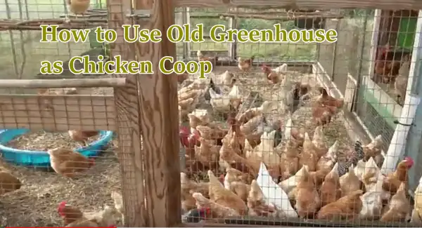 How to Use Old Greenhouse as Chicken Coop